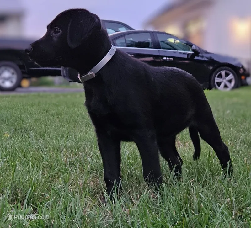 Flana – Australian Shepherd, Labrador Retriever puppy for sale in Bethel, PA