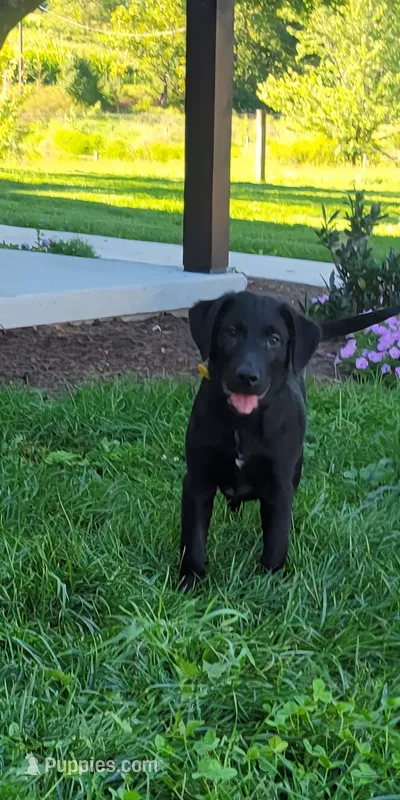 Fulton – Australian Shepherd, Labrador Retriever puppy for sale in Bethel, PA