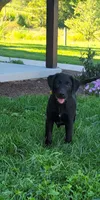 Fulton, a male Australian Shepherd and Labrador Retriever for sale in Bethel, PA – 1 of 4