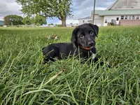 Fiona, a female Australian Shepherd and Labrador Retriever for sale in Bethel, PA – 3 of 4