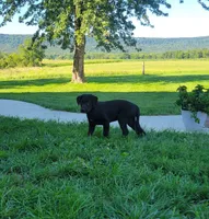 Fulton, a male Australian Shepherd and Labrador Retriever for sale in Bethel, PA – 4 of 4