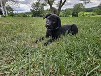 Fido, a male Australian Shepherd and Labrador Retriever for sale in Bethel, PA – 2 of 4
