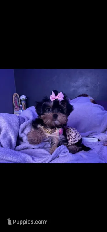 Shorkie  – Yorkshire Terrier, Shorkie puppy for sale in Homewood, IL