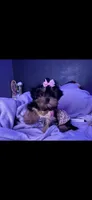 Shorkie , a female Yorkshire Terrier and Shorkie for sale in Homewood, IL – Photo 1 of 3