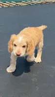 Edmond, a male English Cocker Spaniel for sale in Penrose, CO – 6 of 6