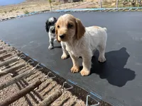 Jet, a male English Cocker Spaniel for sale in Penrose, CO – 4 of 5