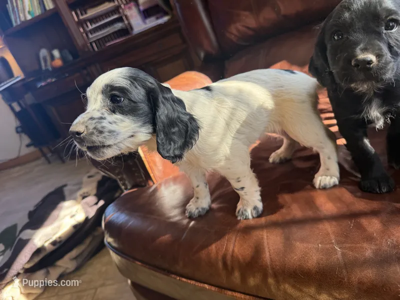 Piper – English Cocker Spaniel puppy for sale in Penrose, CO