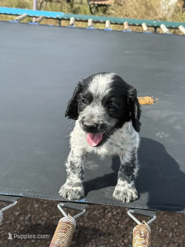 Cash – English Cocker Spaniel puppy for sale in Penrose, CO