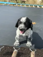 Cash, a male English Cocker Spaniel for sale in Penrose, CO – 1 of 4