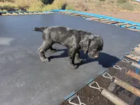 Raven, a female English Cocker Spaniel for sale in Penrose, CO – 5 of 5