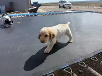 Jet, a male English Cocker Spaniel for sale in Penrose, CO – 3 of 5