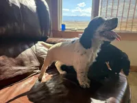Piper, a female English Cocker Spaniel for sale in Penrose, CO – 4 of 4