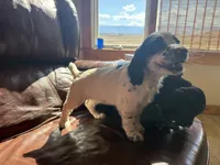 Piper, a female English Cocker Spaniel for sale in Penrose, CO – 3 of 4