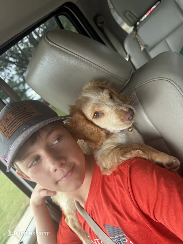 Edmond – English Cocker Spaniel puppy for sale in Penrose, CO