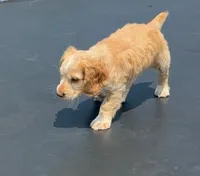 Edmond, a male English Cocker Spaniel for sale in Penrose, CO – 2 of 6