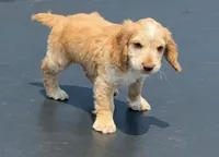 Edmond, a male English Cocker Spaniel for sale in Penrose, CO – 4 of 6