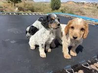 Wyatt, a male English Cocker Spaniel for sale in Penrose, CO – 3 of 5