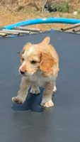 Edmond, a male English Cocker Spaniel for sale in Penrose, CO – 3 of 6