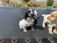 Cash, a male English Cocker Spaniel for sale in Penrose, CO – 3 of 4