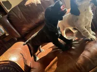 Raven, a female English Cocker Spaniel for sale in Penrose, CO – 3 of 5