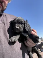 Raven, a female English Cocker Spaniel for sale in Penrose, CO – 4 of 5
