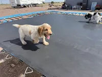 Jet, a male English Cocker Spaniel for sale in Penrose, CO – 5 of 5