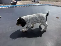 Wyatt, a male English Cocker Spaniel for sale in Penrose, CO – 5 of 5
