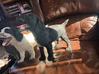 Raven, a female English Cocker Spaniel for sale in Penrose, CO – 2 of 5