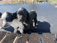 Raven, a female English Cocker Spaniel for sale in Penrose, CO – 1 of 5