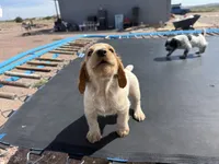 Jet, a male English Cocker Spaniel for sale in Penrose, CO – 2 of 5