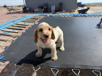 Jet, a male English Cocker Spaniel for sale in Penrose, CO – 1 of 5