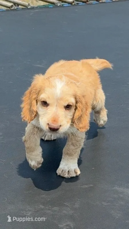 Edmond – English Cocker Spaniel puppy for sale in Penrose, CO