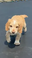Edmond, a male English Cocker Spaniel for sale in Penrose, CO – 1 of 6