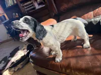 Piper, a female English Cocker Spaniel for sale in Penrose, CO – 2 of 4