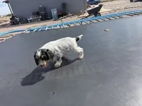 Wyatt, a male English Cocker Spaniel for sale in Penrose, CO – 4 of 5