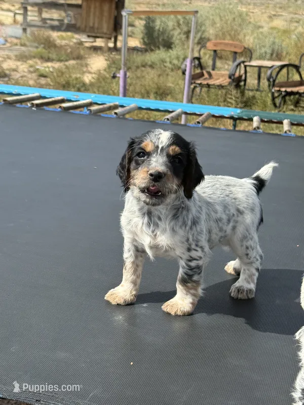 Wyatt – English Cocker Spaniel puppy on hold in Penrose, CO