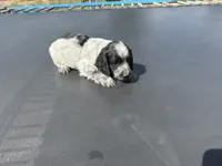 Cash, a male English Cocker Spaniel for sale in Penrose, CO – 2 of 4