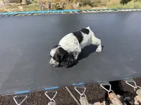 Cash, a male English Cocker Spaniel for sale in Penrose, CO – 4 of 4