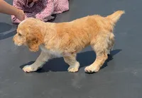 Edmond, a male English Cocker Spaniel for sale in Penrose, CO – 5 of 6