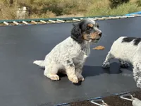 Wyatt, a male English Cocker Spaniel for sale in Penrose, CO – 2 of 5