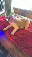 Besty, a female French Bulldog for sale in Fairmount, GA – 2 of 9