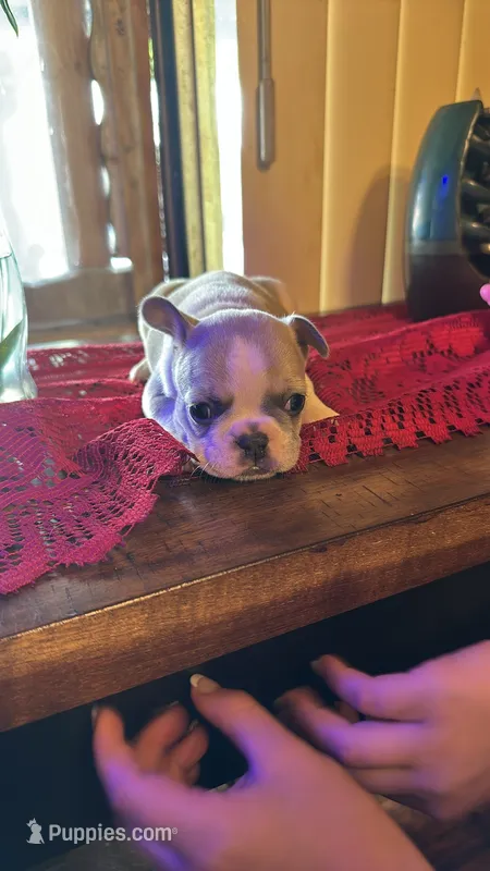 Besty – French Bulldog puppy for sale in Fairmount, GA