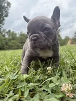 Tricksey, a female French Bulldog for sale in Fairmount, GA – 1 of 2