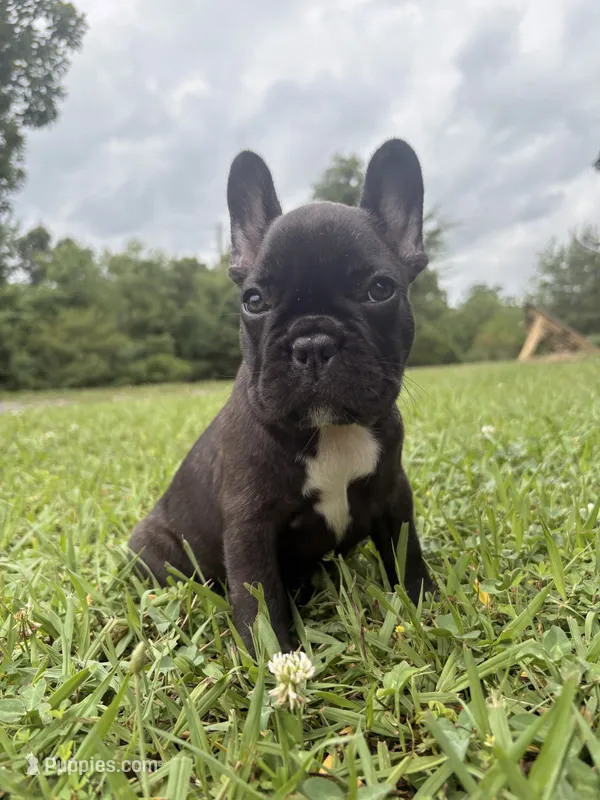 Oreo – French Bulldog puppy for sale in Fairmount, GA