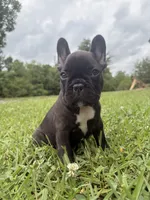 Oreo, a female French Bulldog for sale in Fairmount, GA – 1 of 2