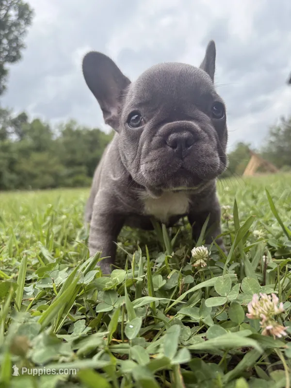 Pebbles, a female French Bulldog for sale in Fairmount, GA – 1 of 3