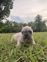 Besty, a female French Bulldog for sale in Fairmount, GA – 9 of 9