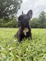 Oreo, a female French Bulldog for sale in Fairmount, GA – 2 of 2