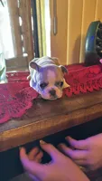 Besty, a female French Bulldog for sale in Fairmount, GA – 3 of 9