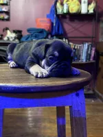 Rocky, a male French Bulldog for sale in Fairmount, GA – 8 of 10